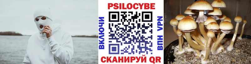 Галлюциногенные грибы Psilocybine cubensis  как найти   Новокузнецк 